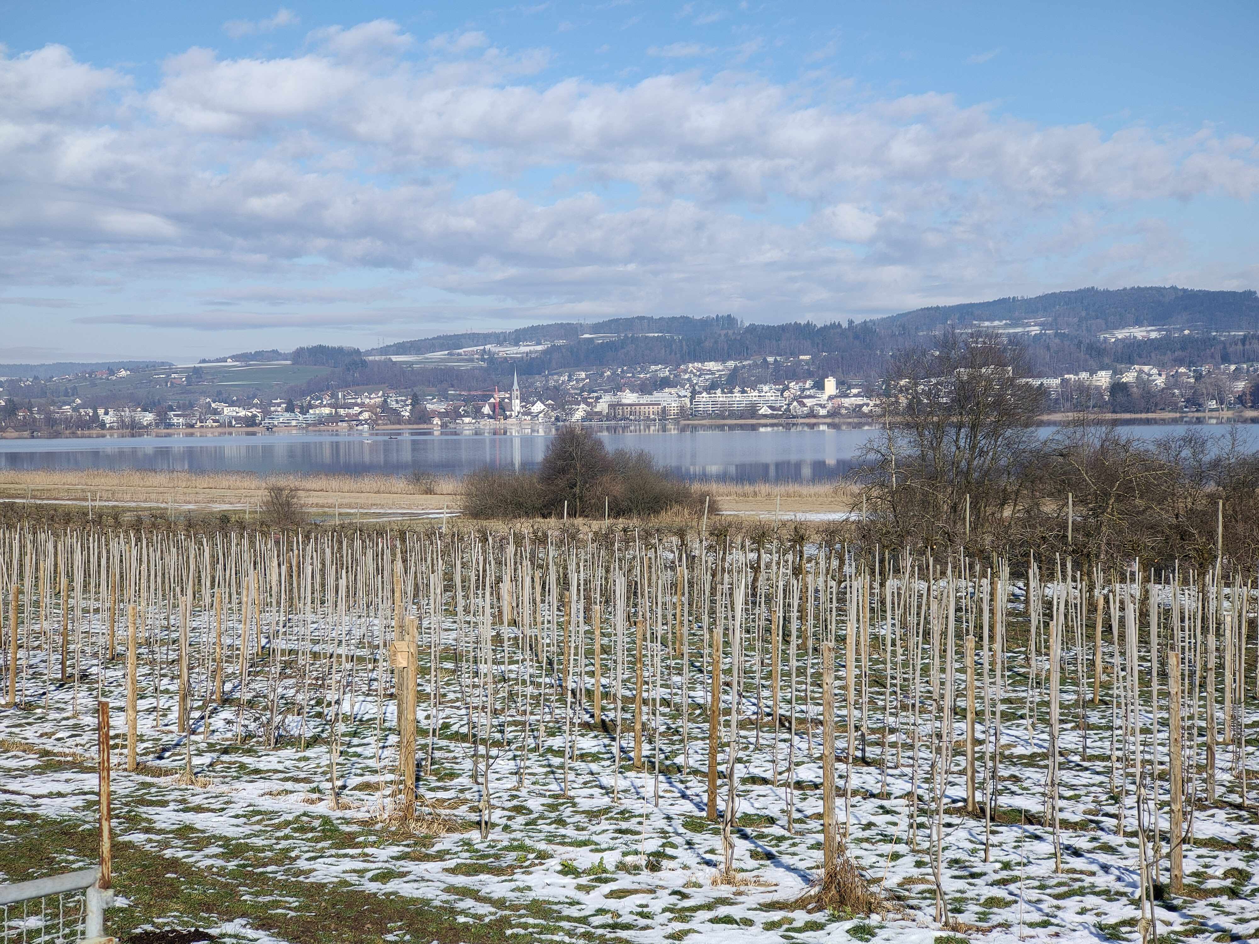 Pfäffikersee