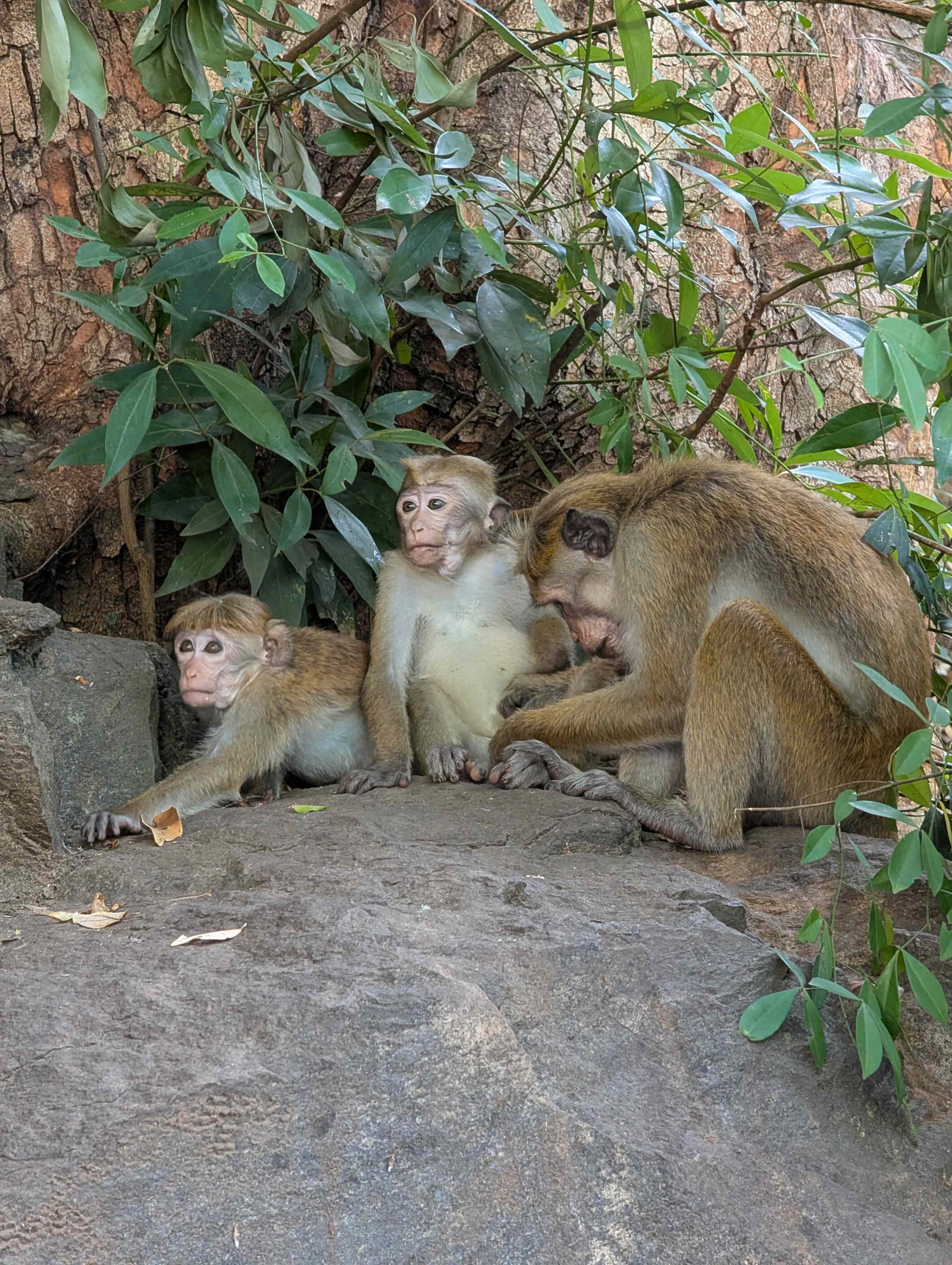 Sri Lanka
