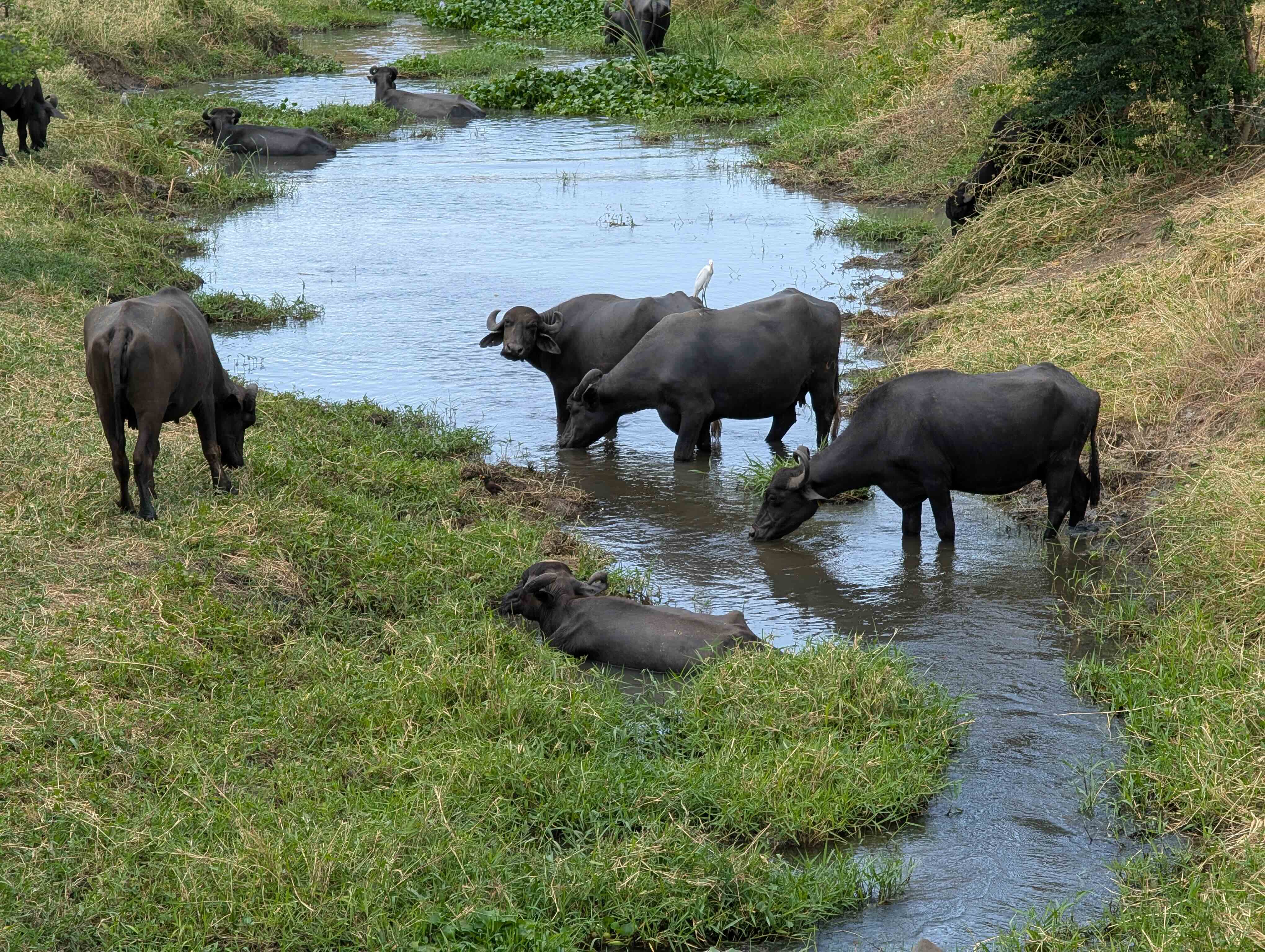 Sri Lanka