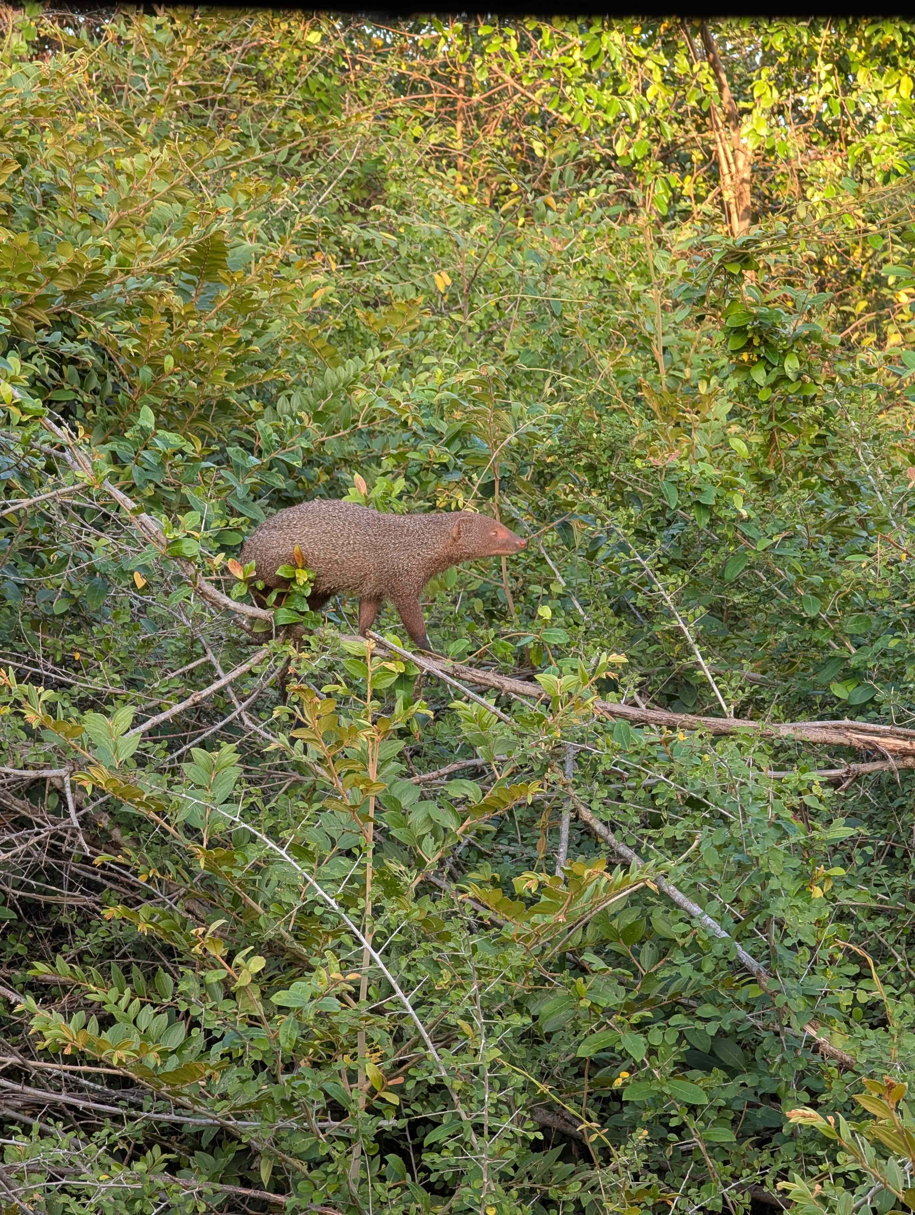 Sri Lanka